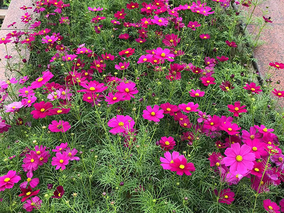 应城市提供鲜花绿植|设计露台绿化